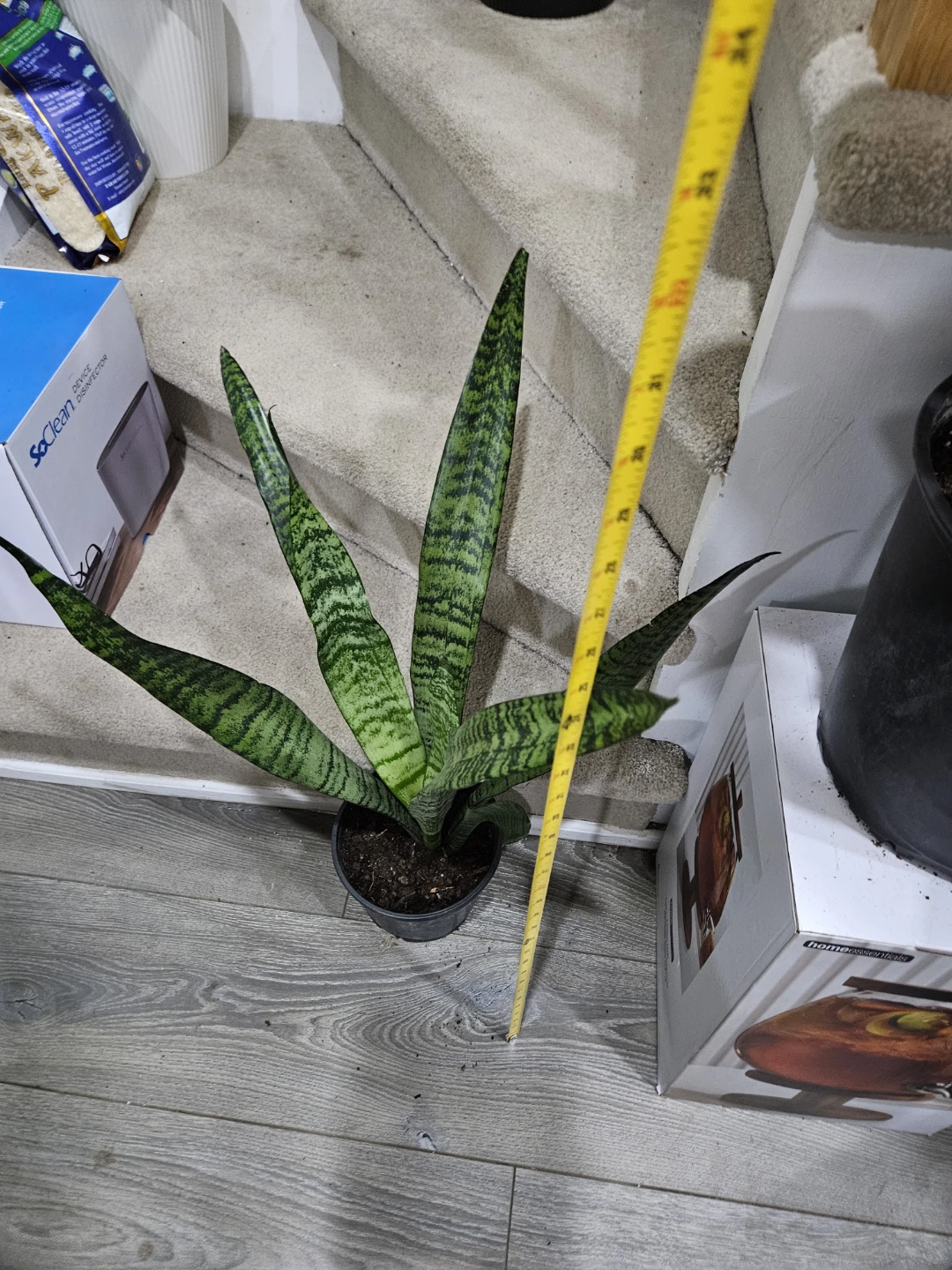 Snake Plant🥕 - photo 3
