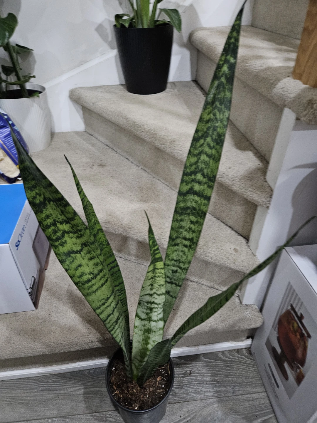 Snake Plant🥕 - photo 4