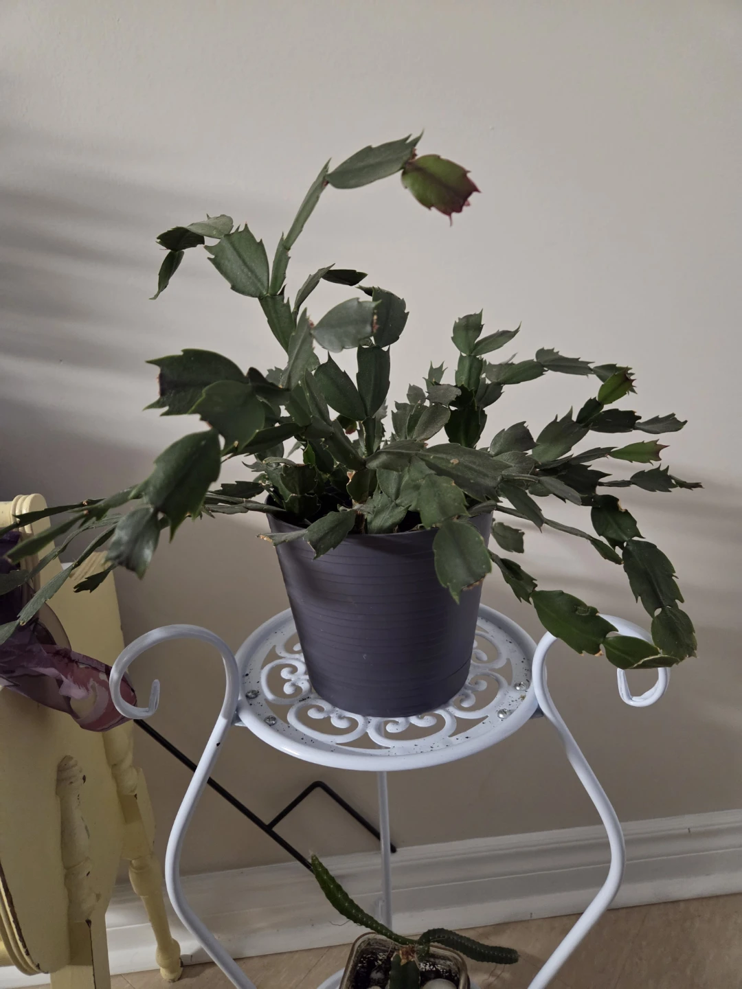 Christmas Cactus Plant 🥕