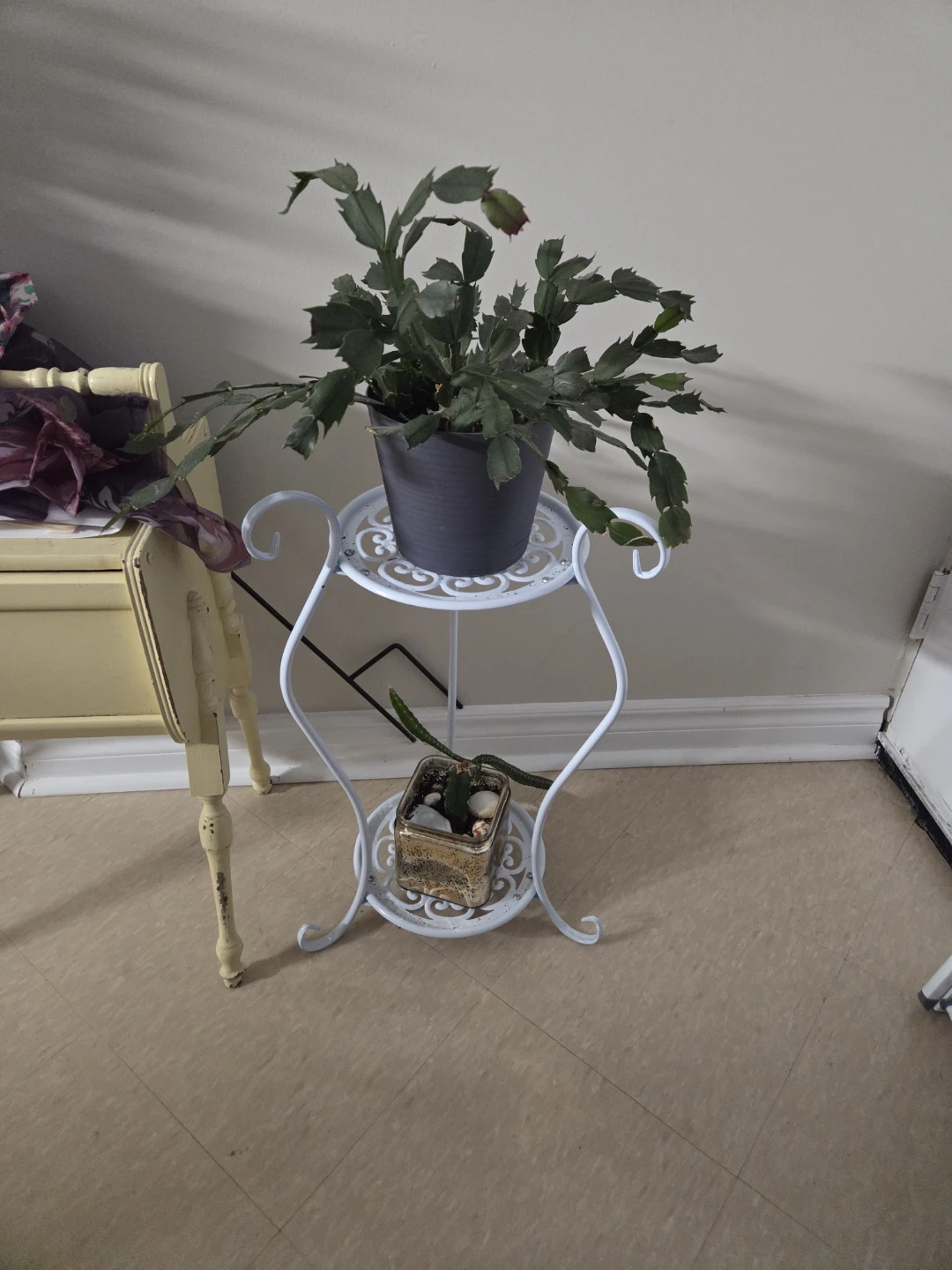 Christmas Cactus Plant 🥕 - photo 2