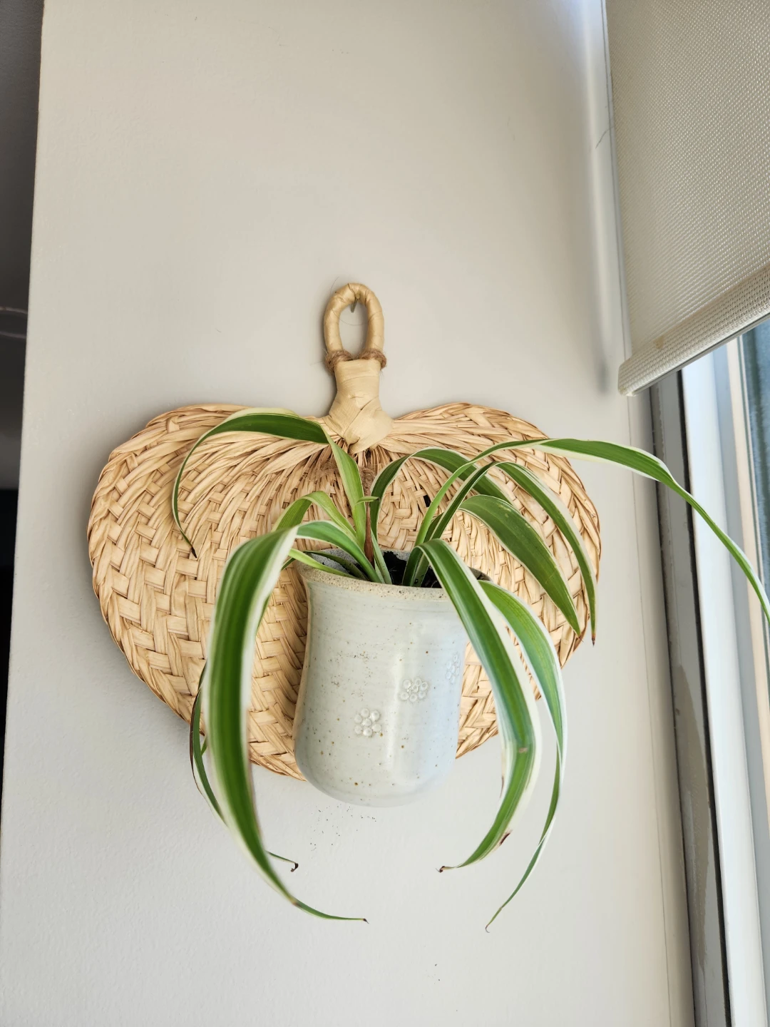 Boho chic natural rattan  pottery wall hanging with spider plant