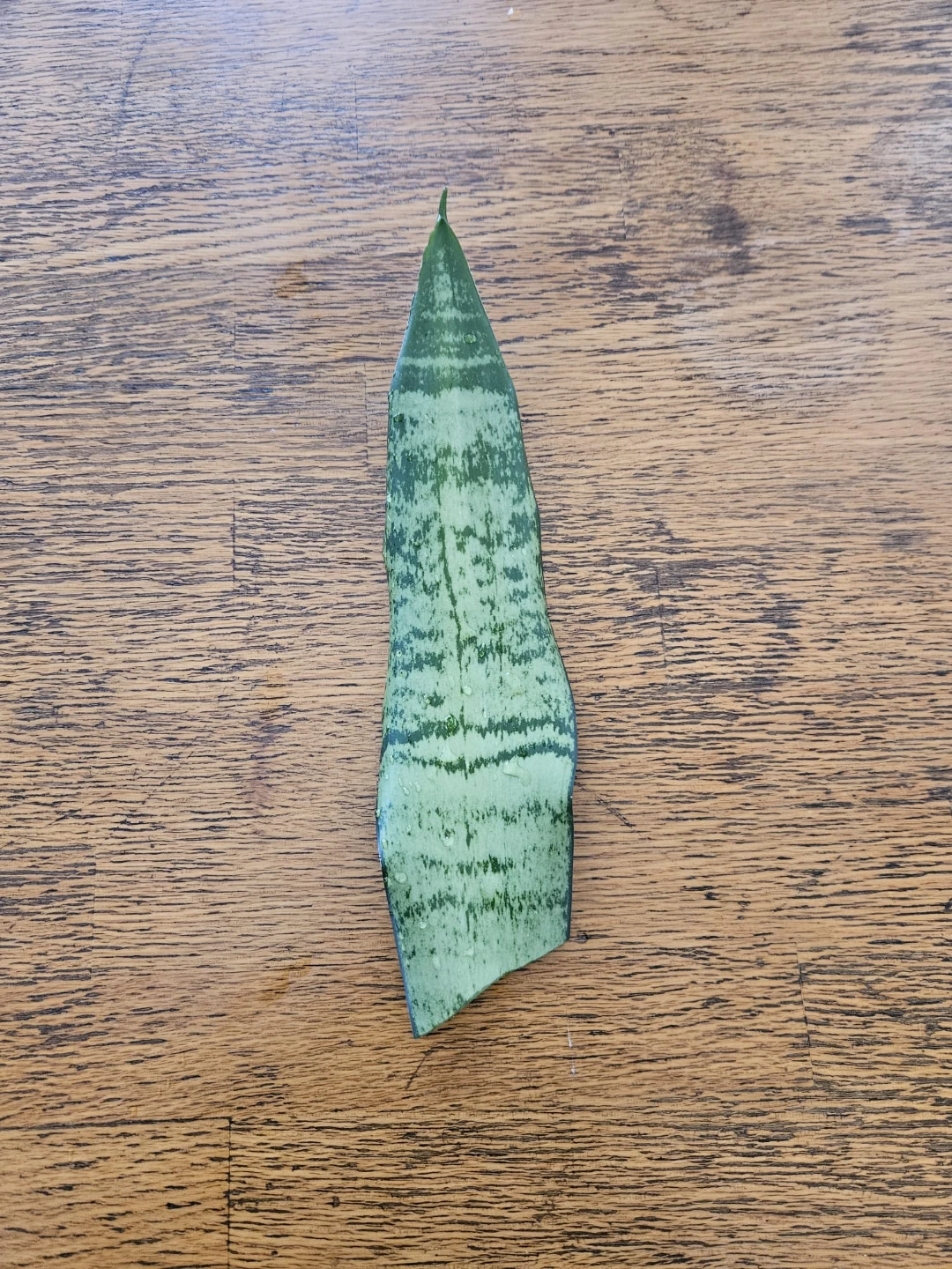 Snake Plant Leaf Cutting - For Propagation