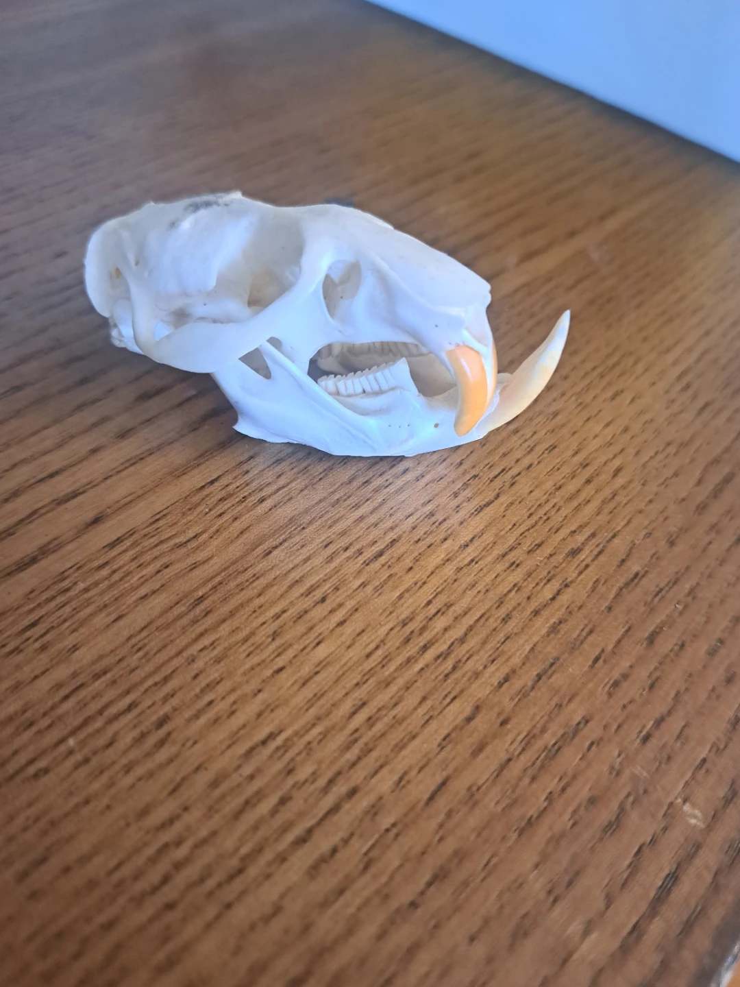 Muskrat  Skull