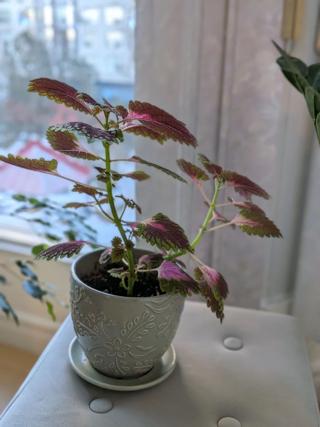 Potted Coleus Plant - photo 2