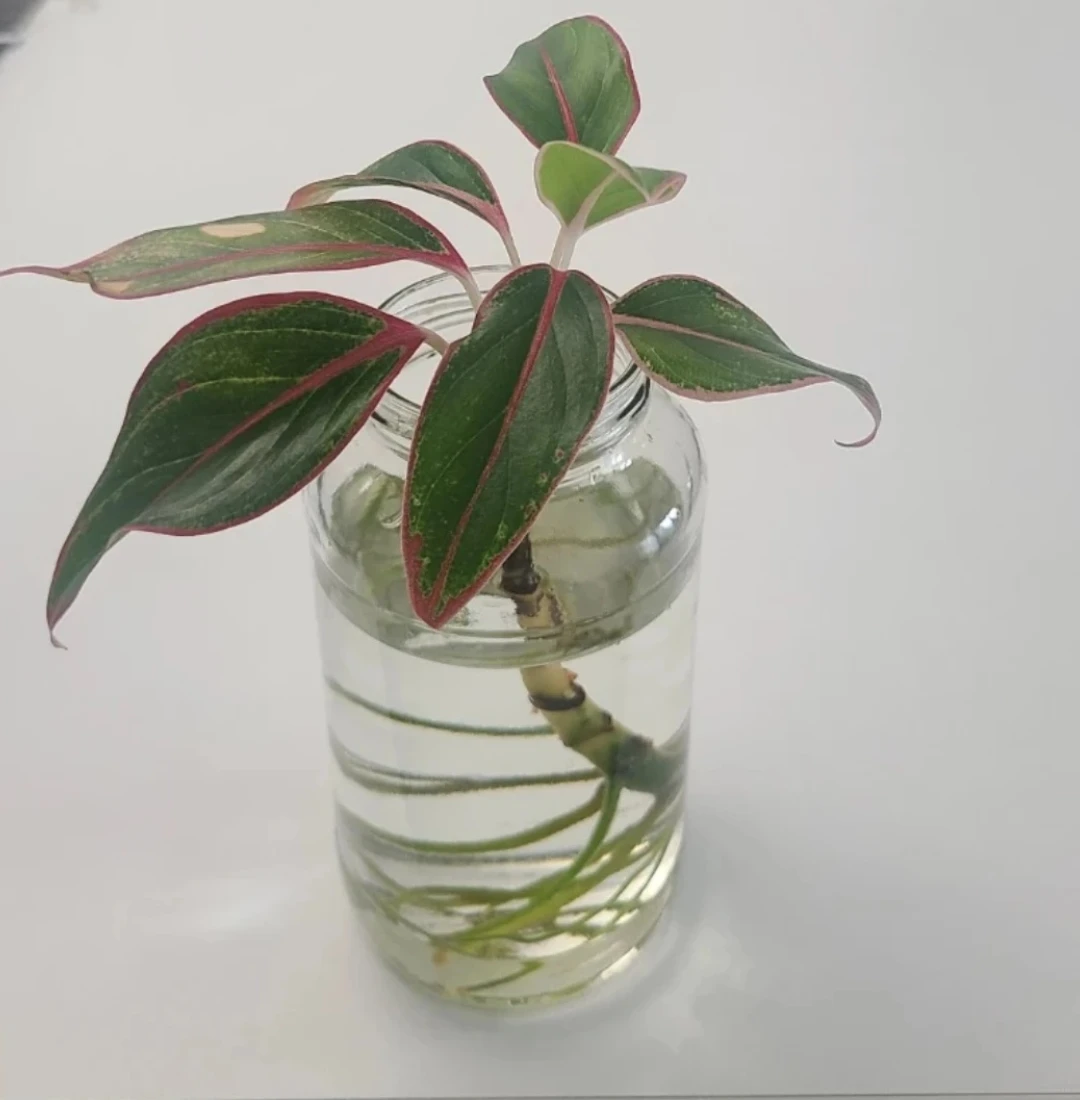Aglaonema plant