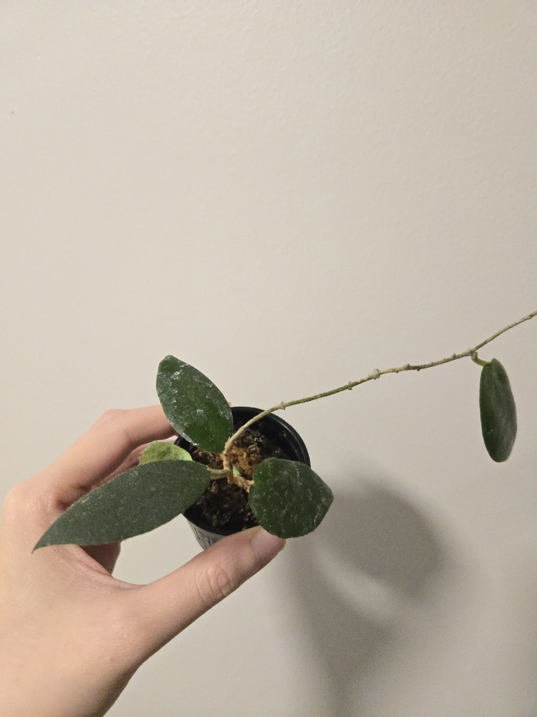 Hoya Caudata Sumatra