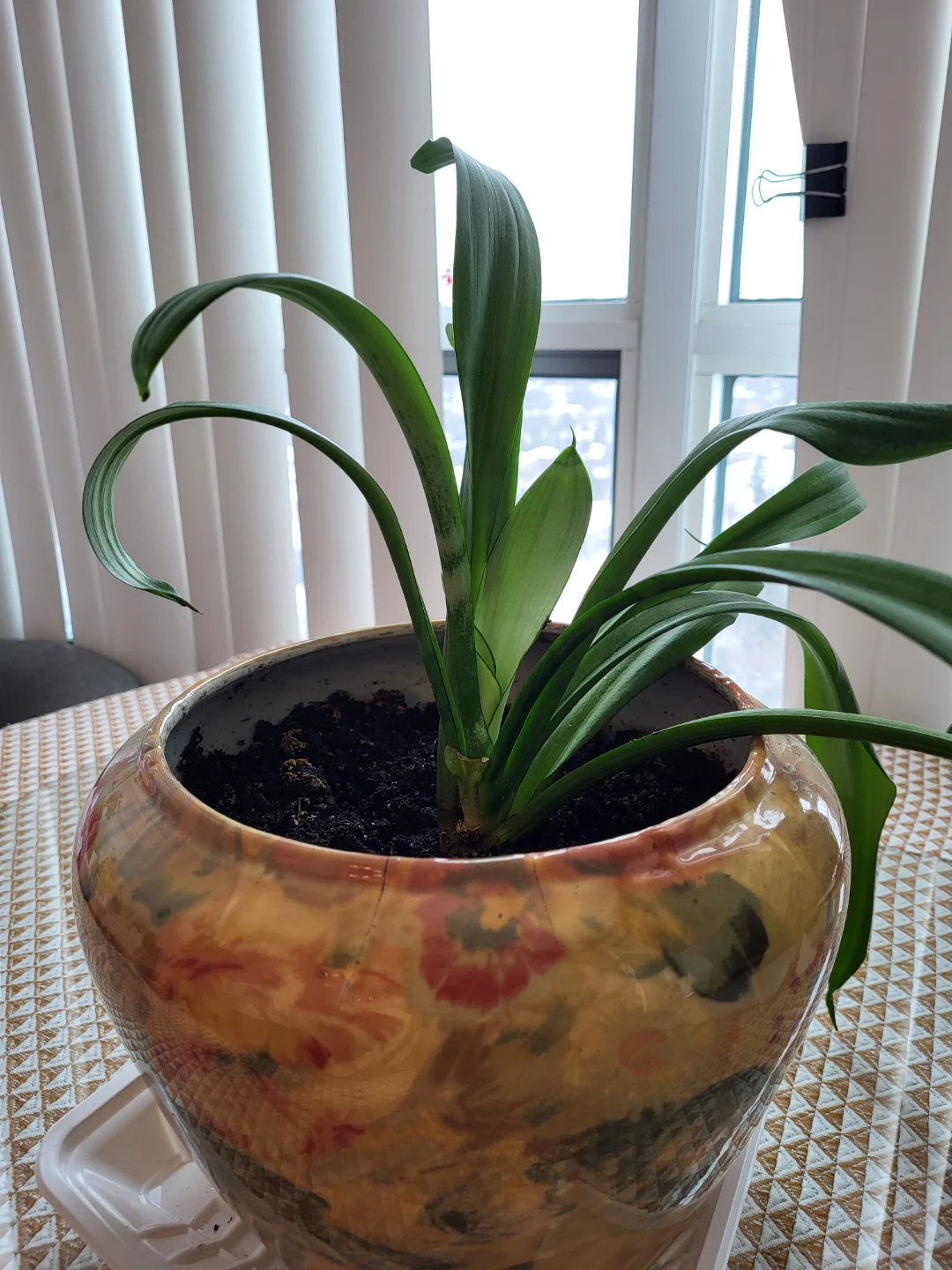 House Plant in Decorative Pot