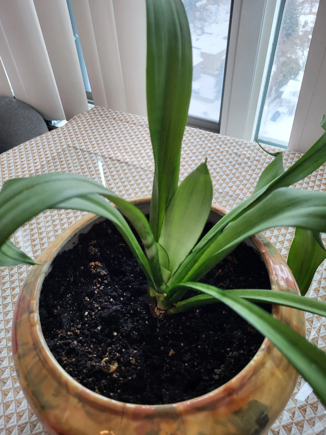 House Plant in Decorative Pot - photo 2