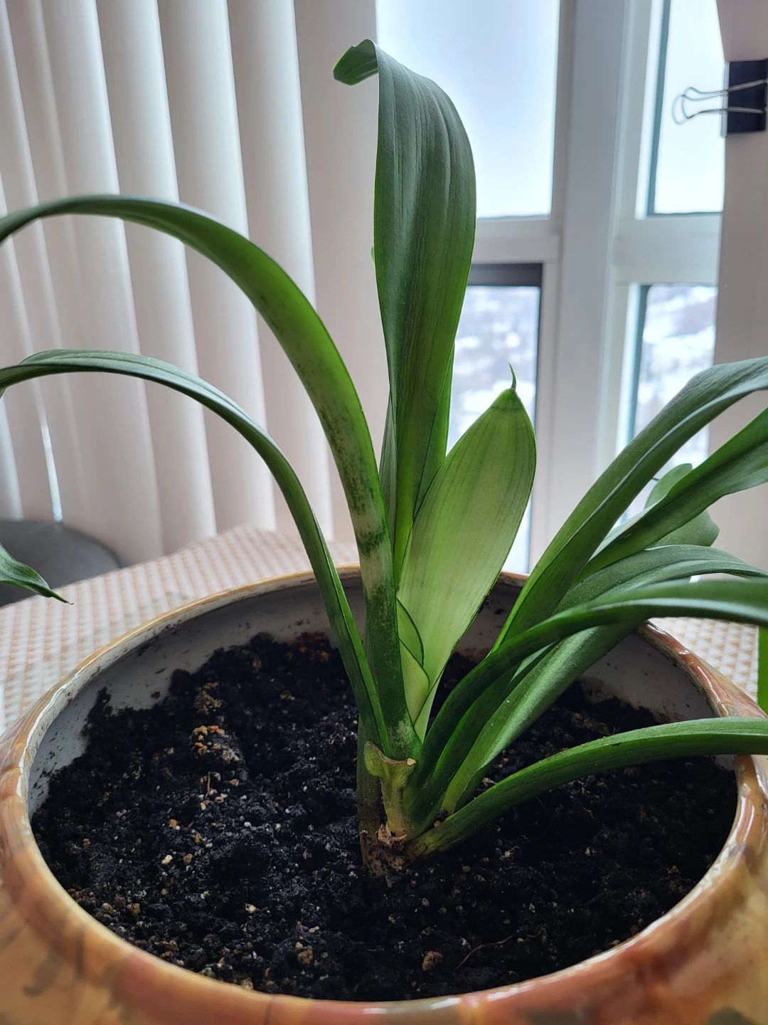 House Plant in Decorative Pot - photo 3