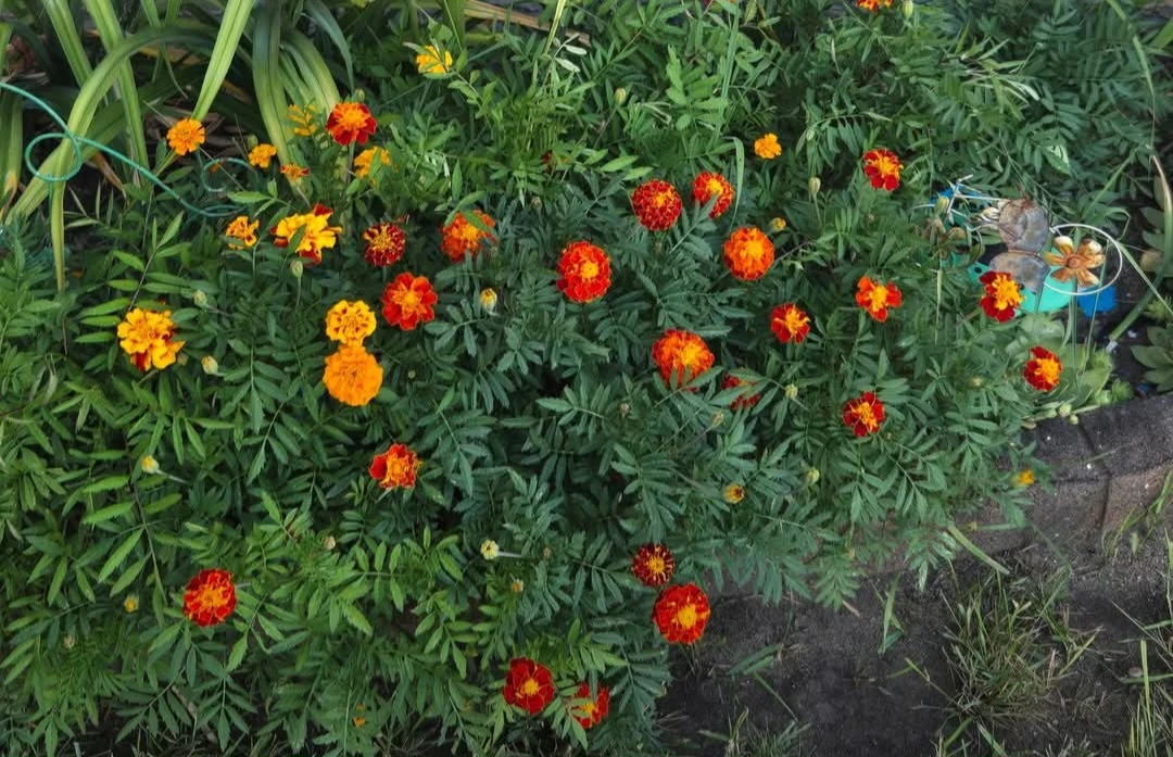 Marigold Flowers Seeds .. $5 a Bag