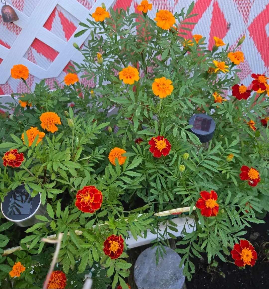 Marigold Flowers Seeds .. $5 a Bag - photo 2