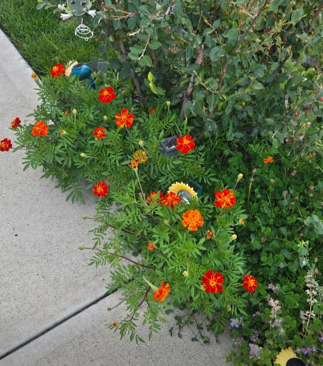 Marigold Flowers Seeds .. $5 a Bag - photo 3