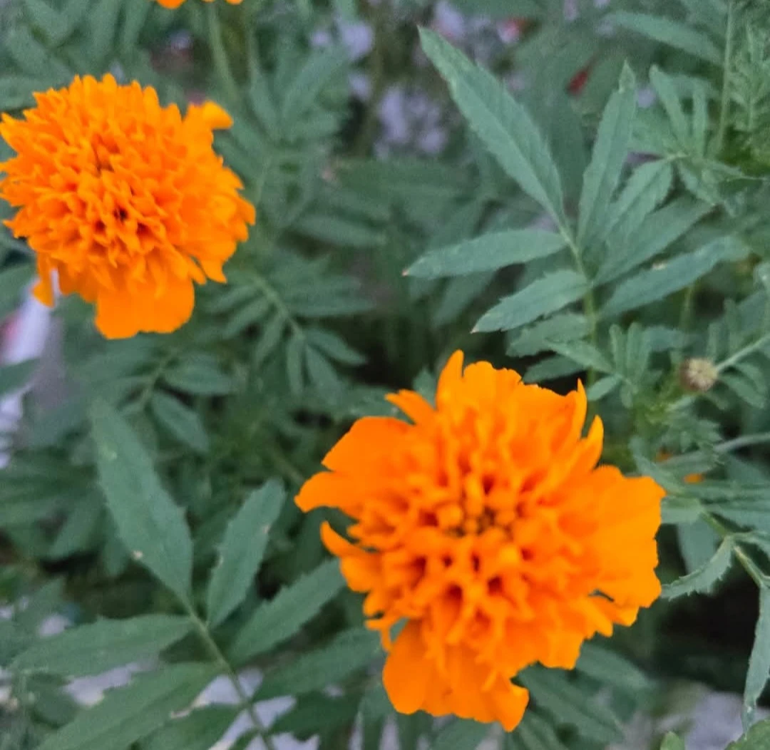 Marigold Flowers Seeds .. $5 a Bag - photo 4