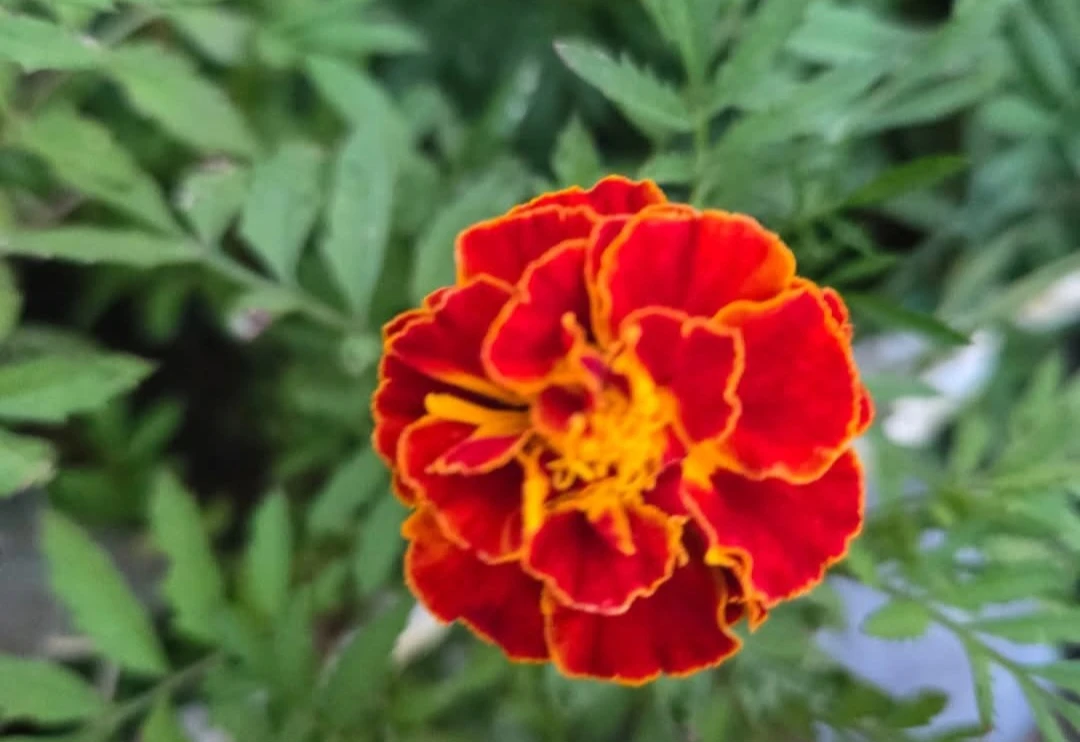 Marigold Flowers Seeds .. $5 a Bag - photo 5