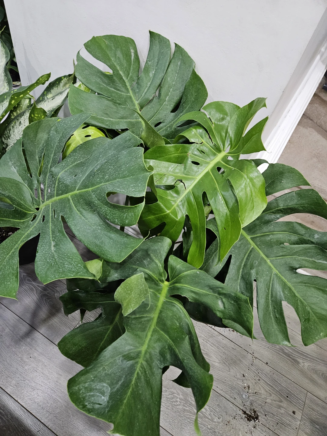 Monstera Deliciosa Plant