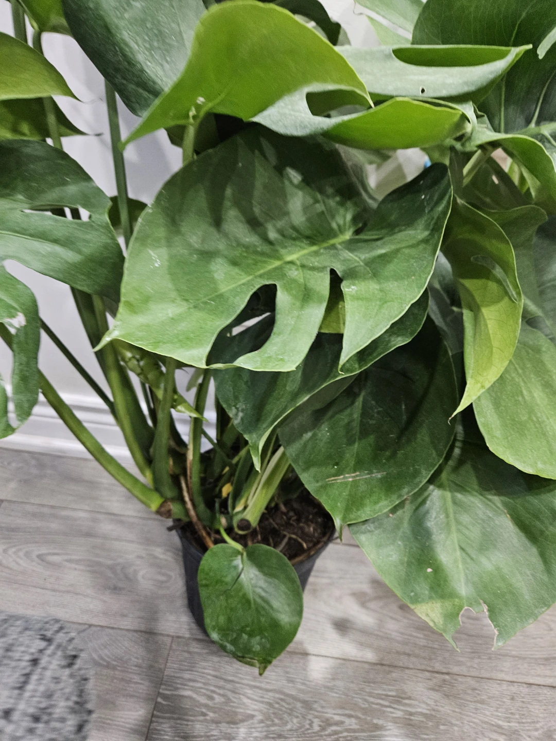 Monstera Deliciosa Plant - photo 3