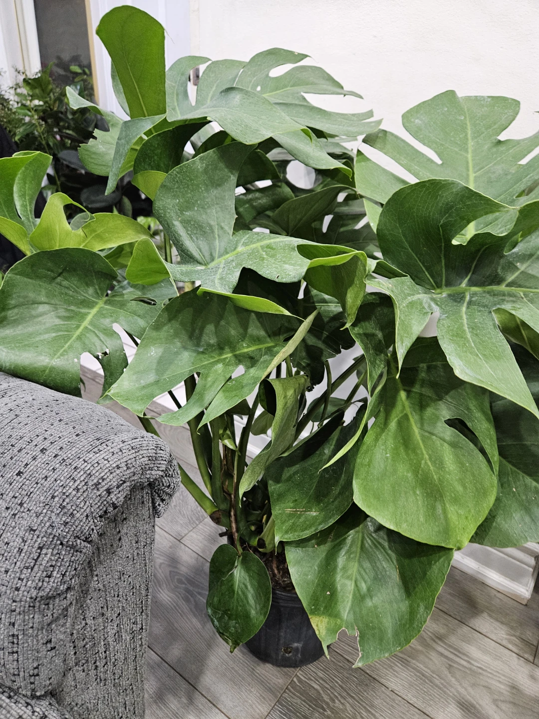 Monstera Deliciosa Plant - photo 5