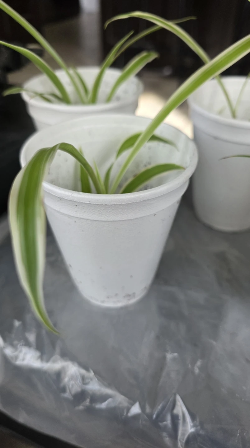 Pickup - Spider Plant Babies