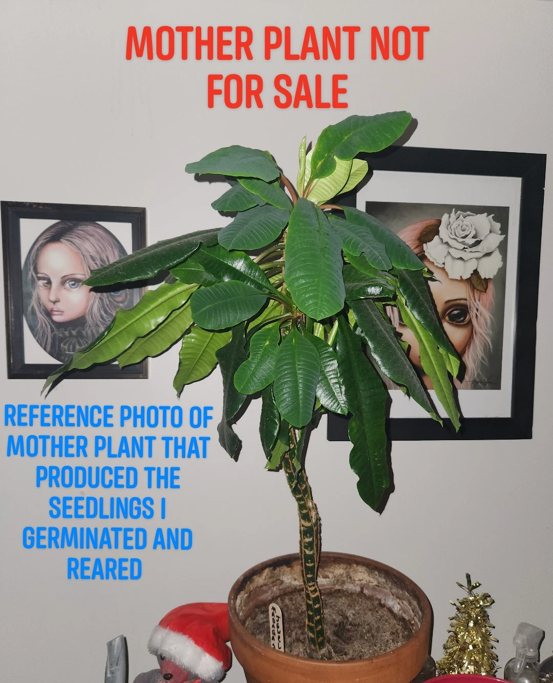 13 Madagascar Jewel Seedlings updated photo 🌱