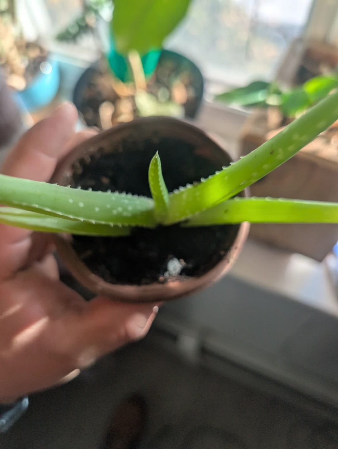 Aloe Vera Plant in Pot🏆 - photo 2