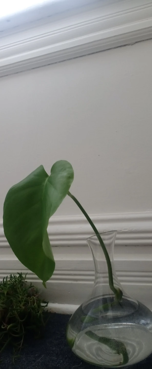 Monstera Deliciosa Leaf Cutting in Water