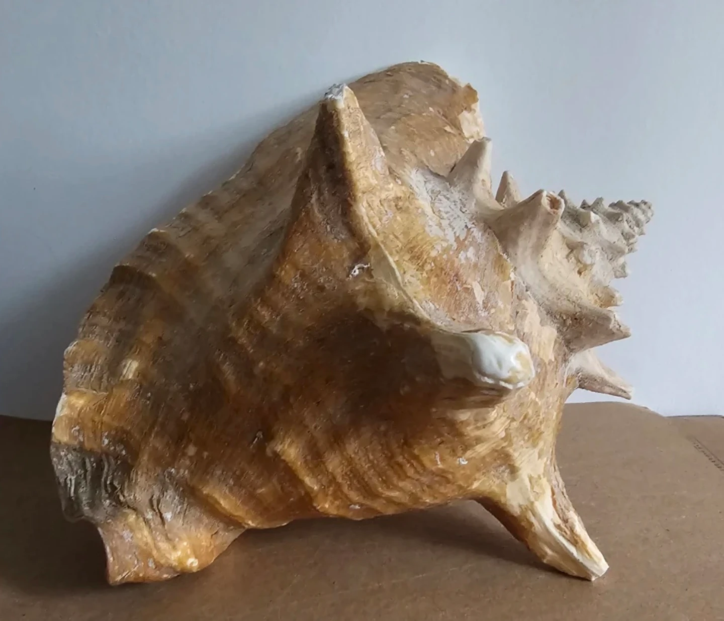 Large Conch Shell - photo 2