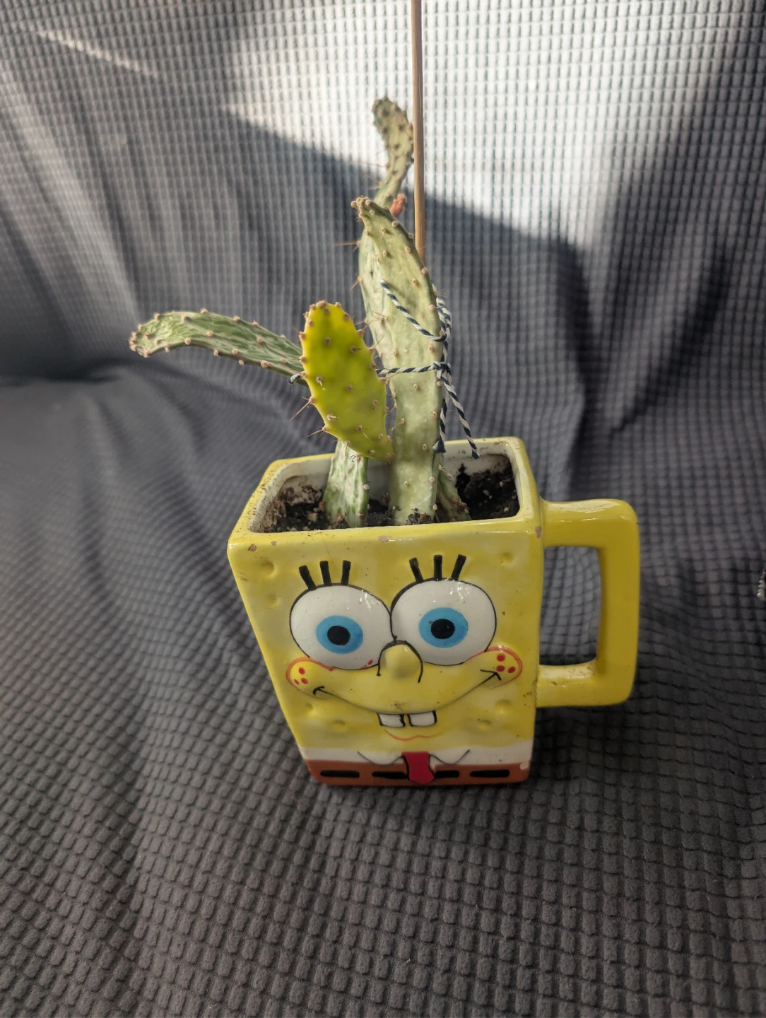 Opuntia Cactus in Spongebob Squarepants Mug Planter 🏆