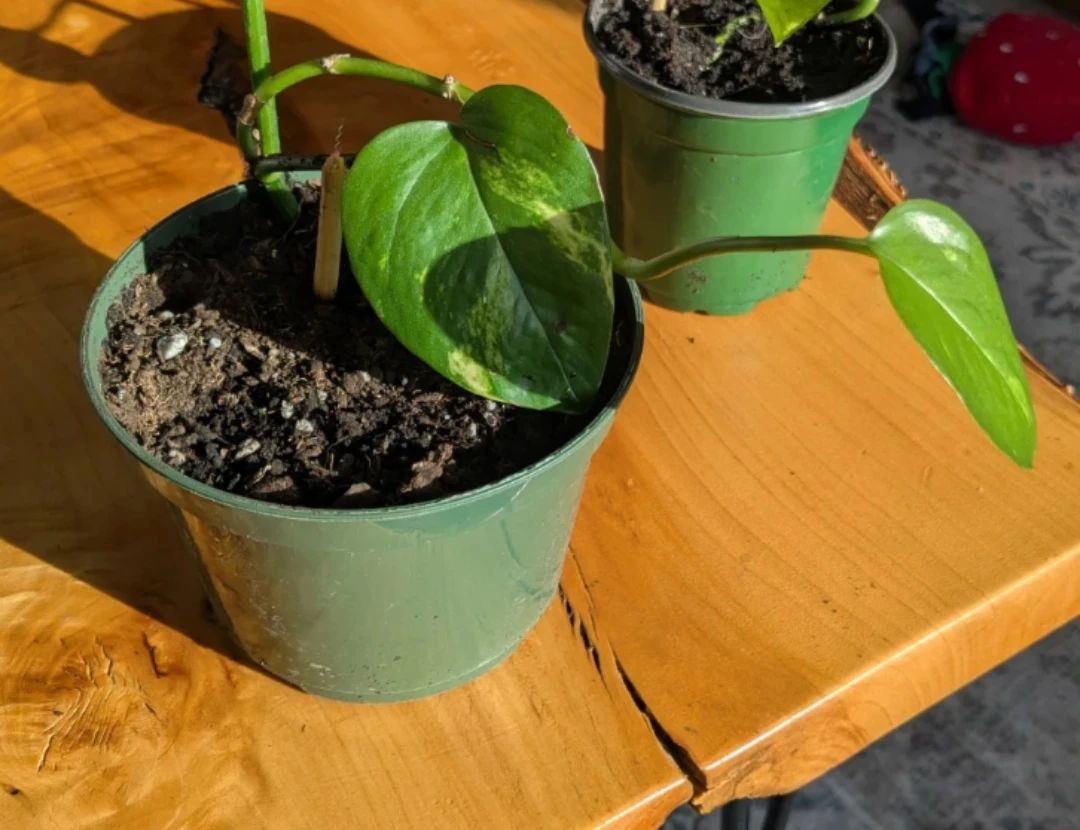 Neon Pothos Plants - photo 3