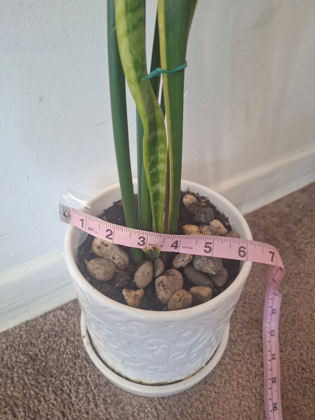 Snake Plant in White Pot - photo 2