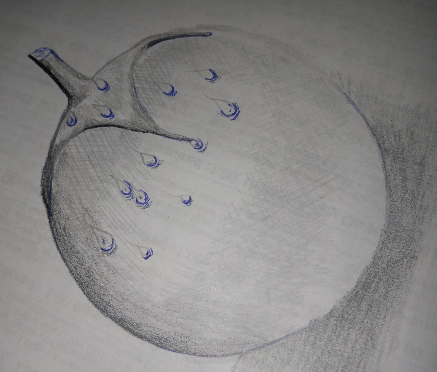 Hand-Drawn Artistic Fruit Sketch