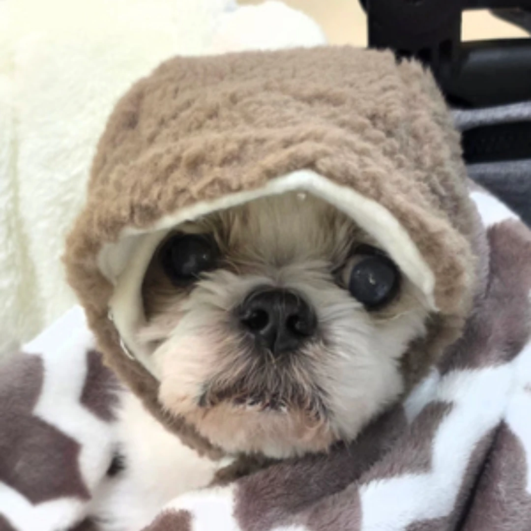 Pet 😍 cute Ear Fleece Hat(new) - photo 4