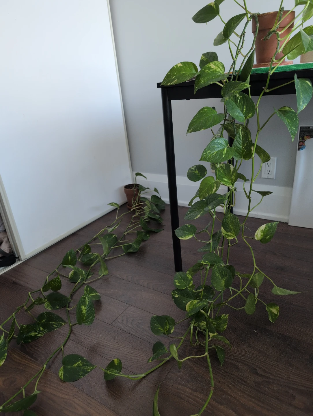 Golden Pothos Plant large cutting