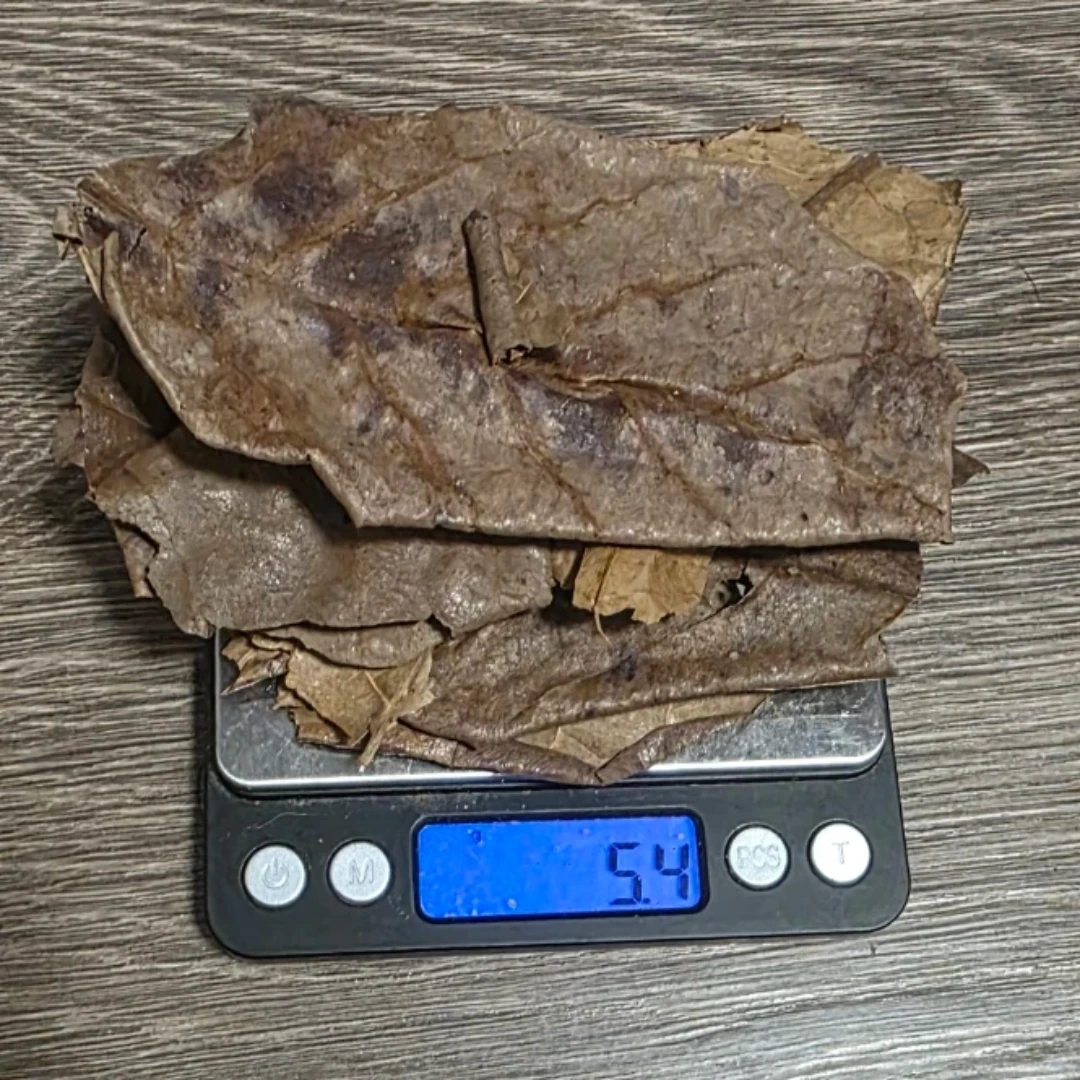 Aquarium supplies - Indian Almond Leaves