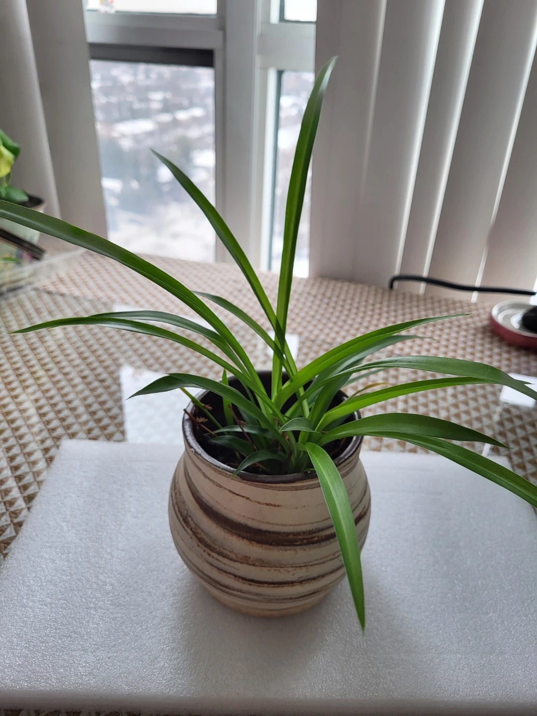 Potted Green Plant