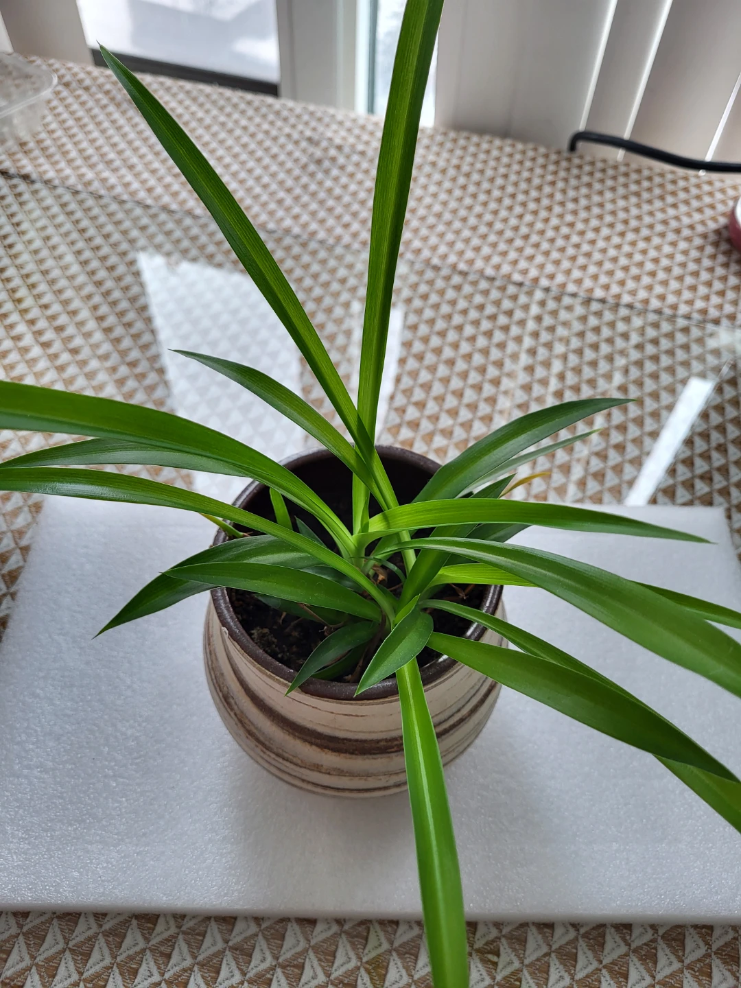Potted Green Plant - photo 2