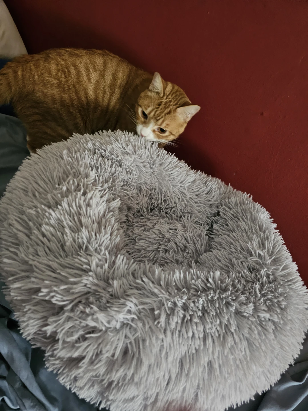 Fluffy Pet Bed