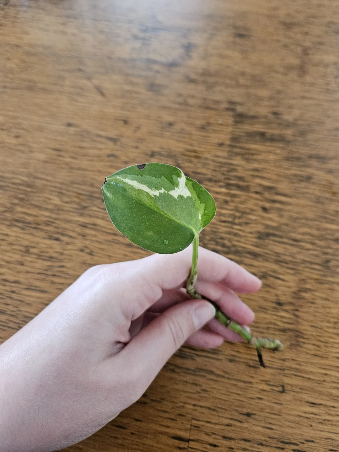 Variegated Pothos plant cutting 🧡 - photo 2