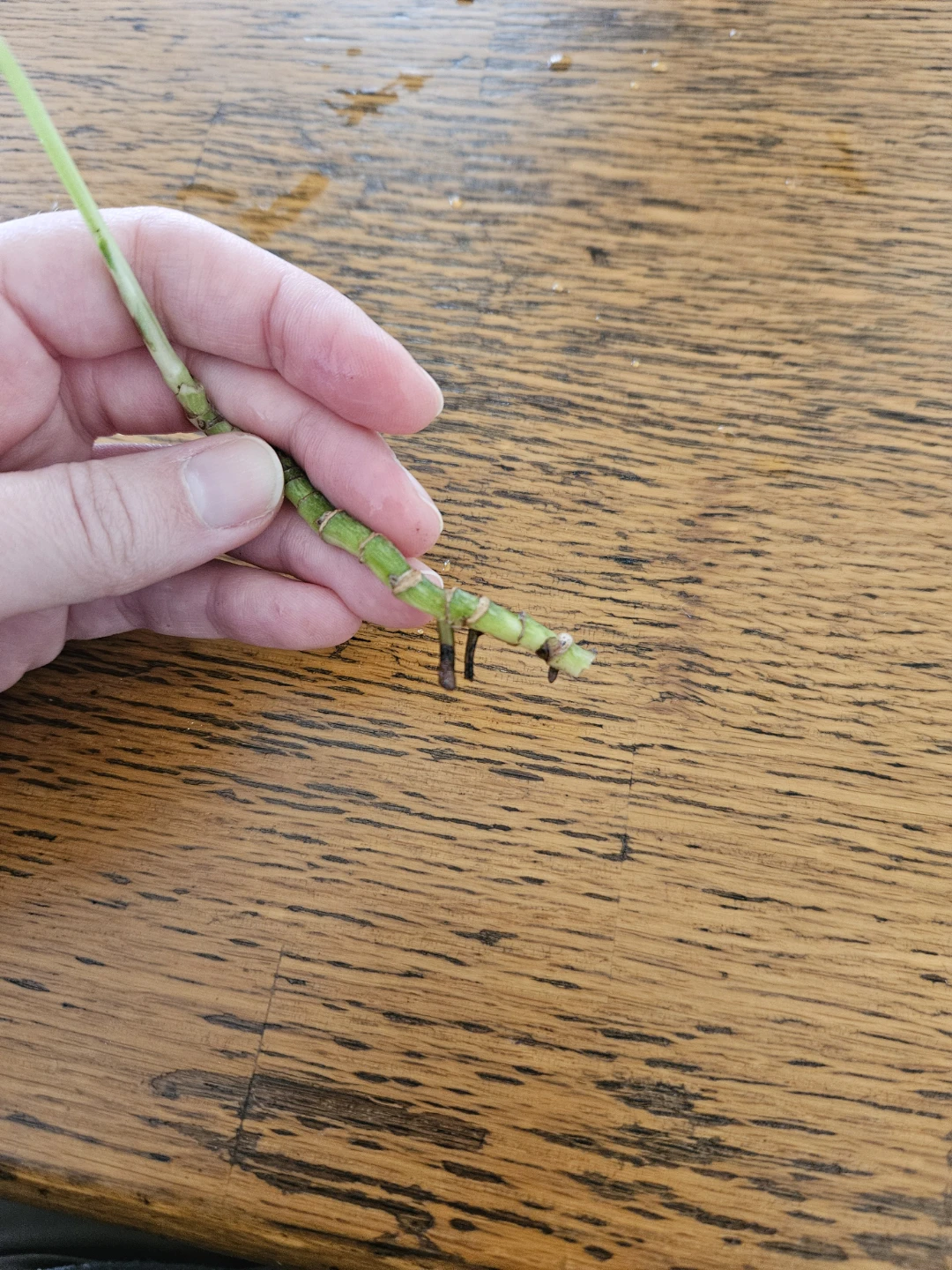 Variegated Pothos plant cutting 🧡 - photo 3