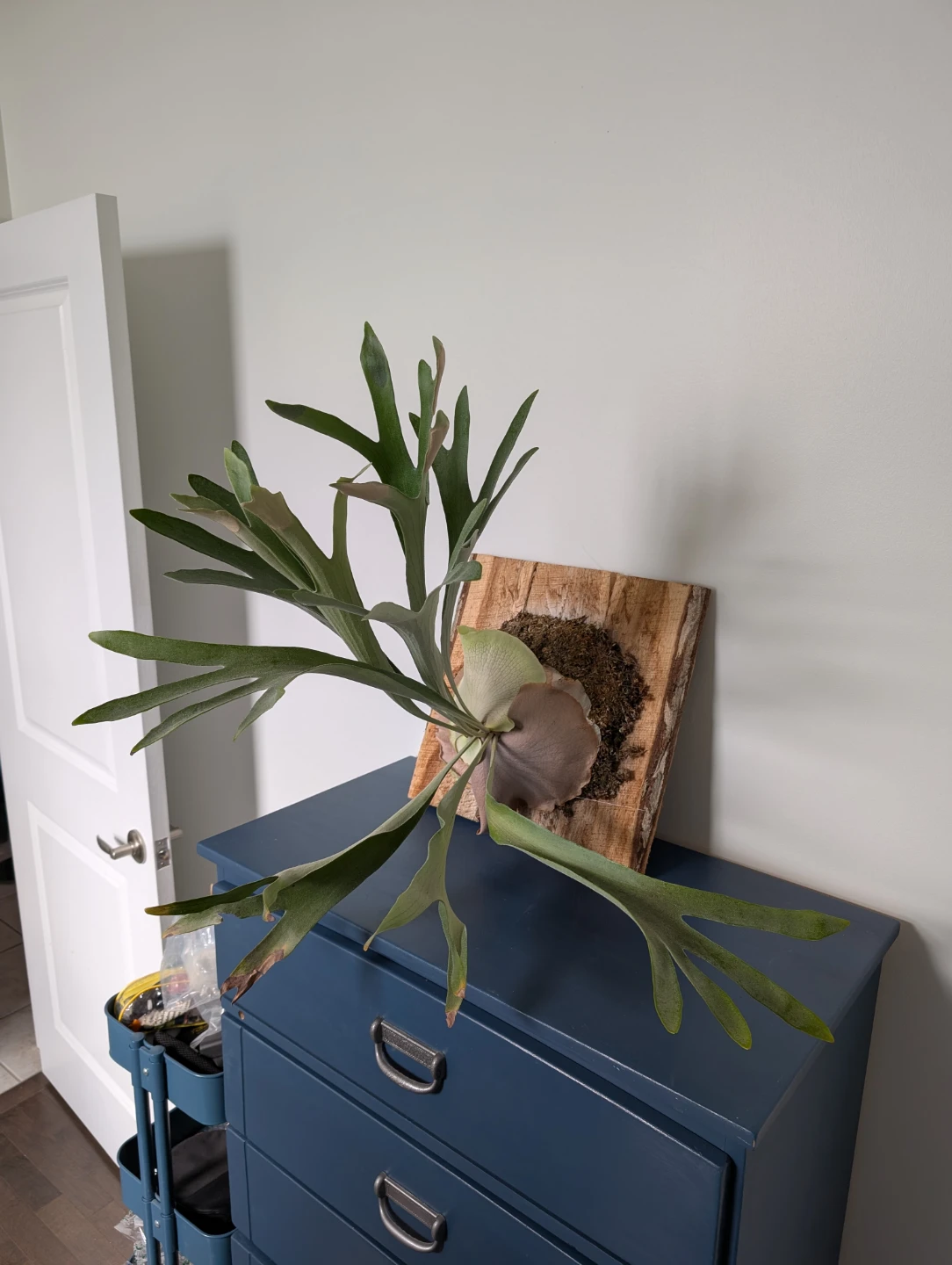 Mounted Elkhorn fern - kitchener - photo 2