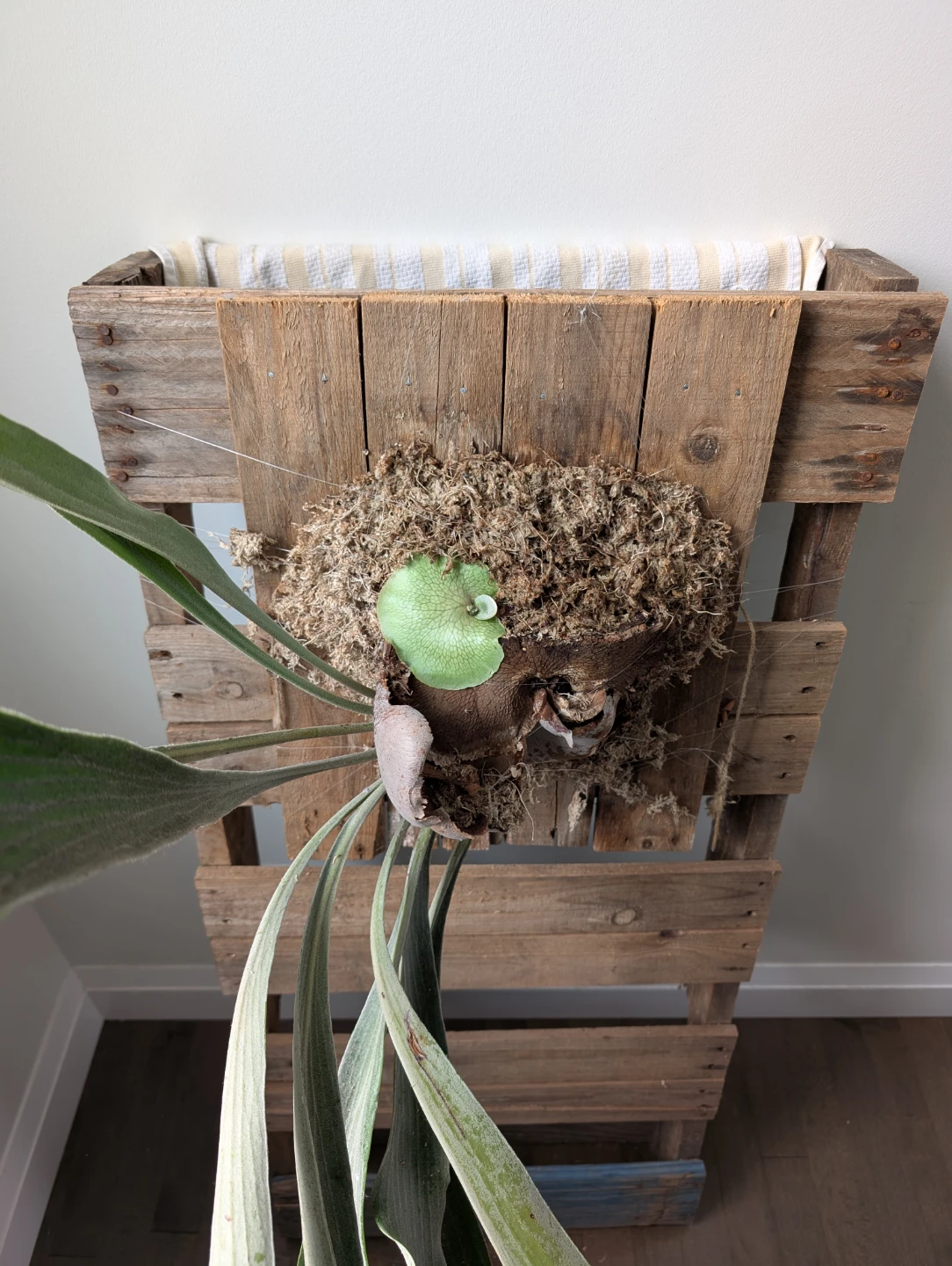 Mounted Elkhorn fern - kitchener - photo 5