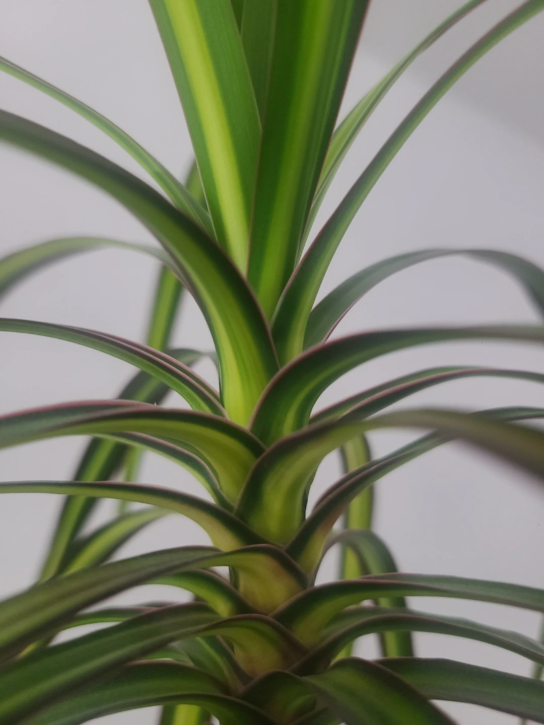 Large Dracaena Marginata Plant - photo 2