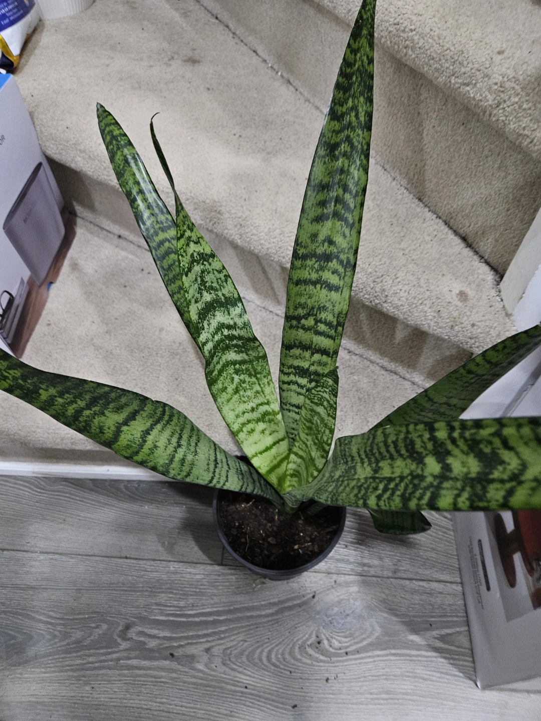 Snake Plant🥕