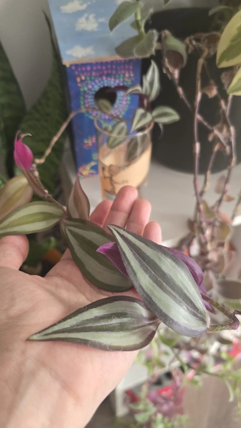 🥕 Tradescantia Zebrina Plant Cuttings