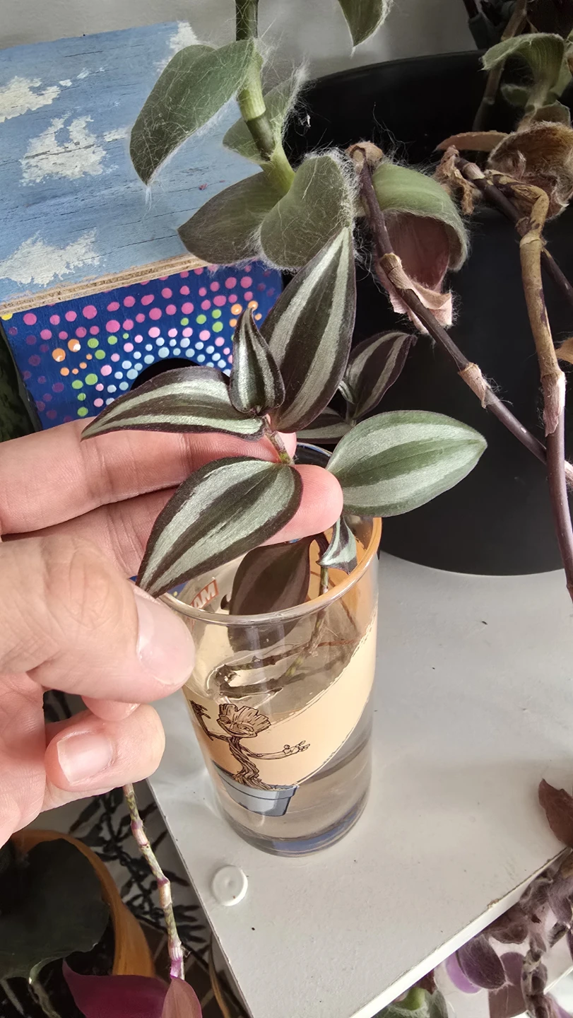 🥕 Tradescantia Zebrina Plant Cuttings - photo 3