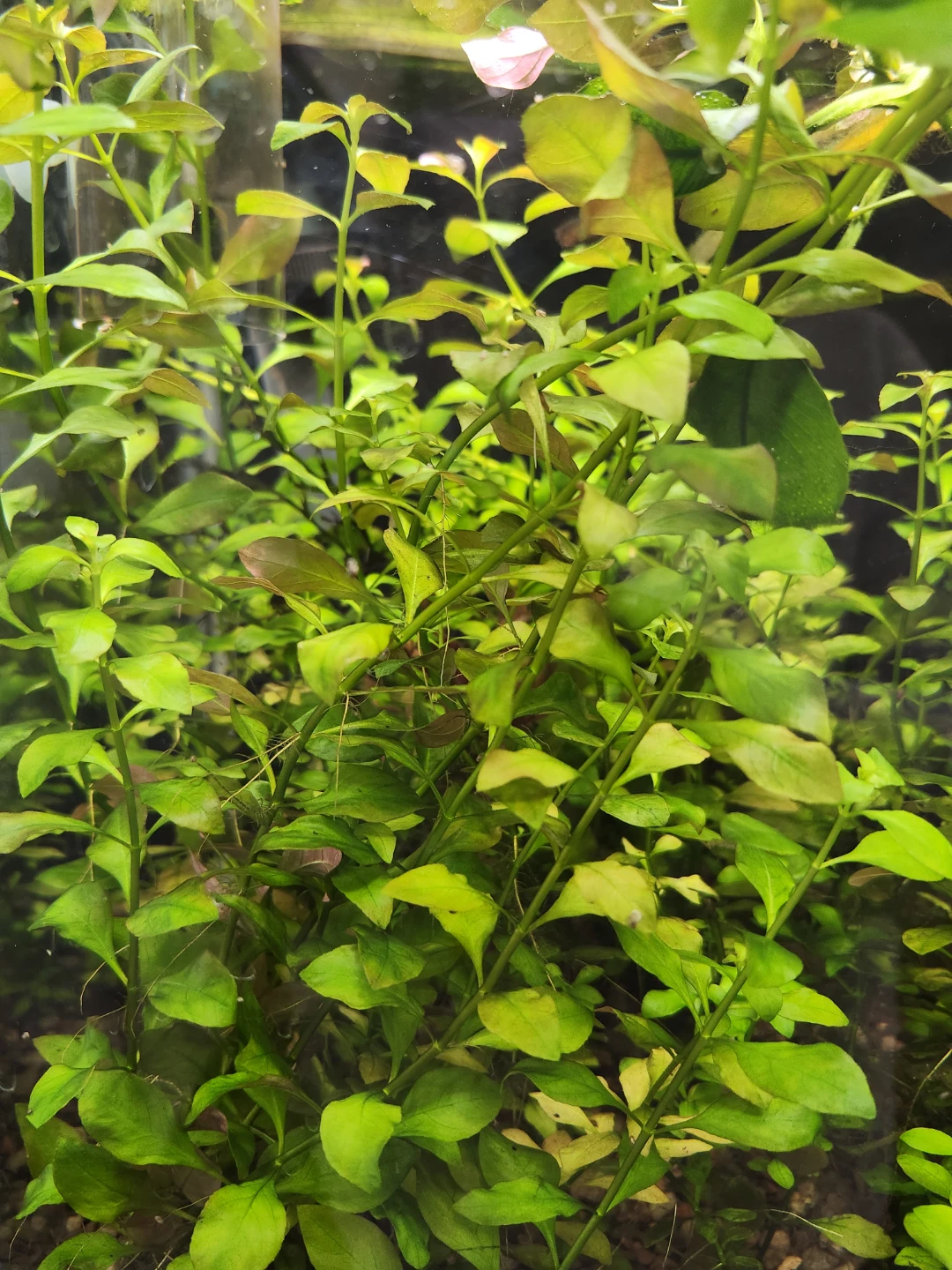 Live Aquarium Plants - photo 2