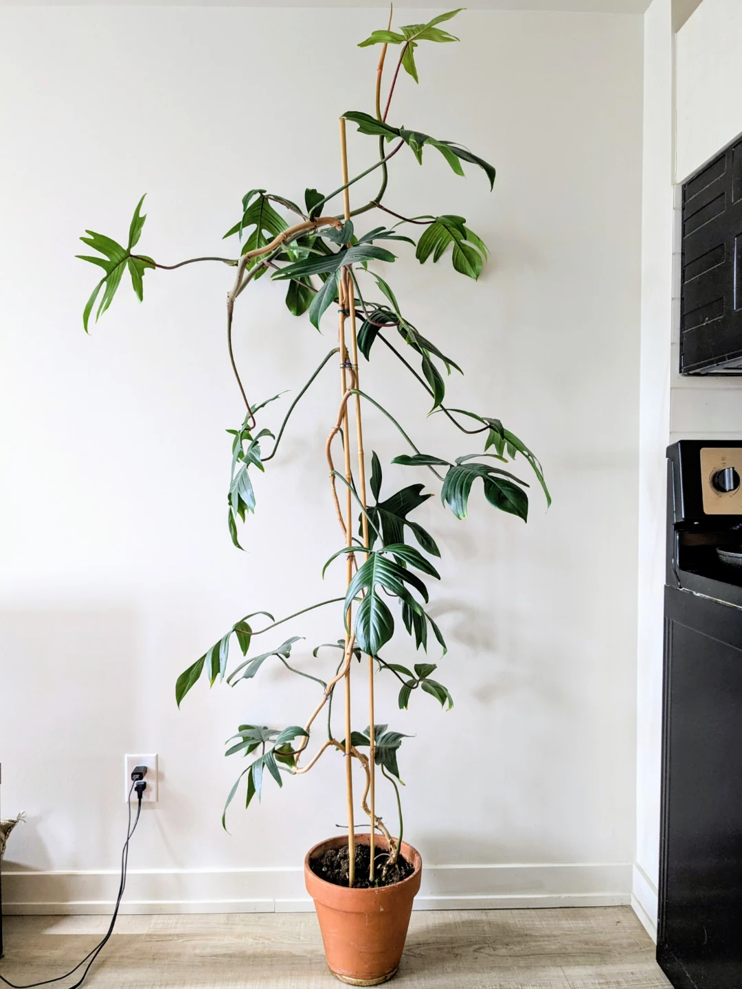 Philodendron Florida Ghost climbing plant