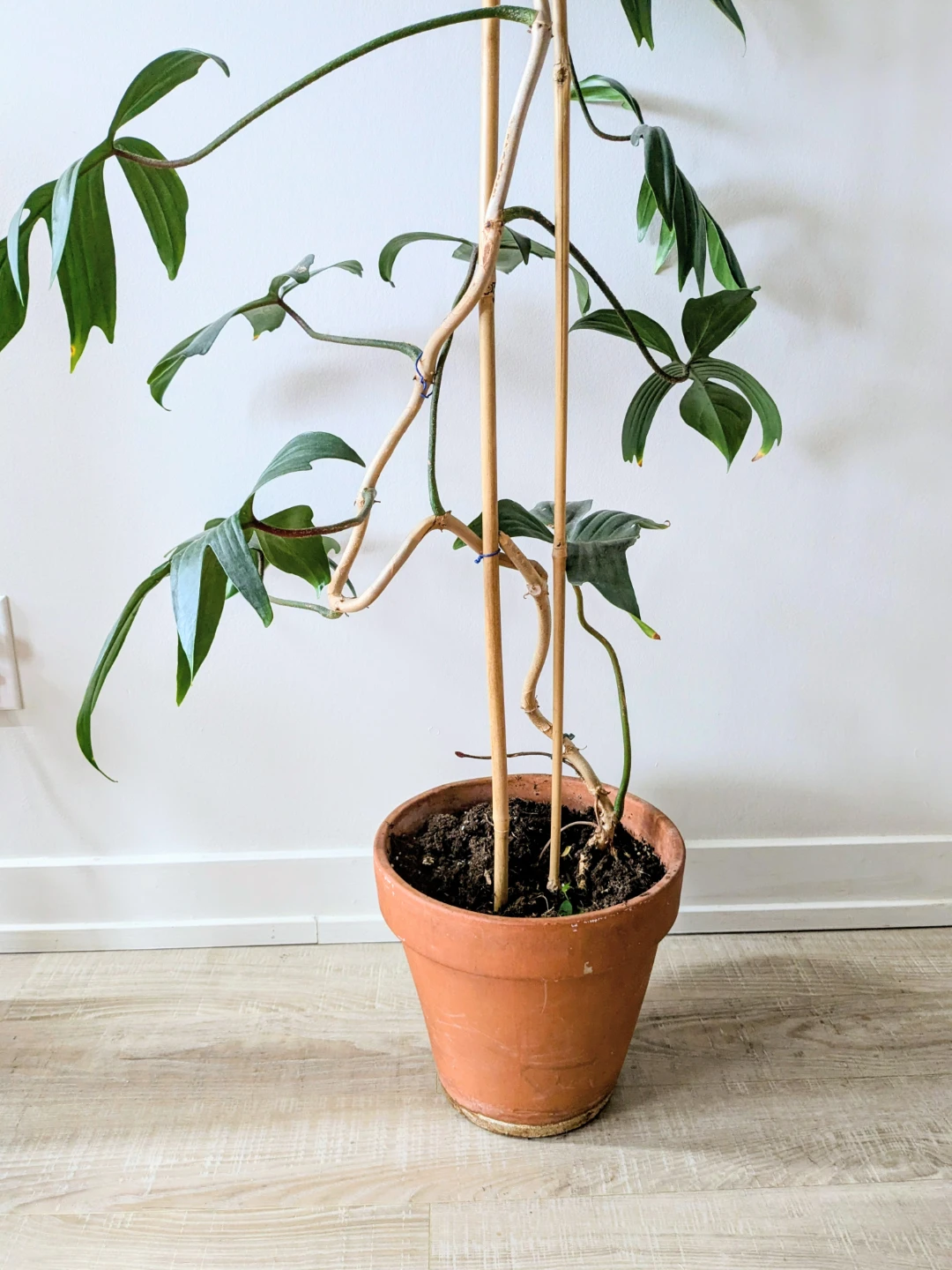 Philodendron Florida Ghost climbing plant - photo 2