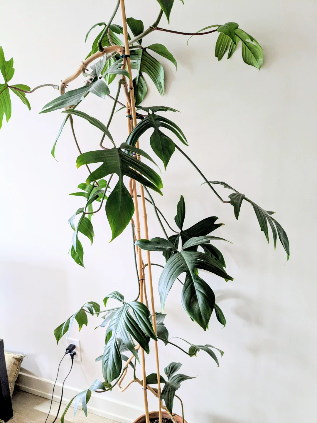 Philodendron Florida Ghost climbing plant - photo 4