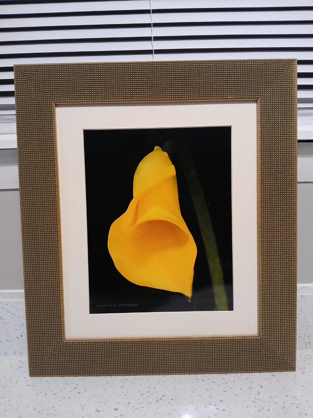 Allan Selig "Yellow Calla Lily" gold Framed Photography art - photo 3