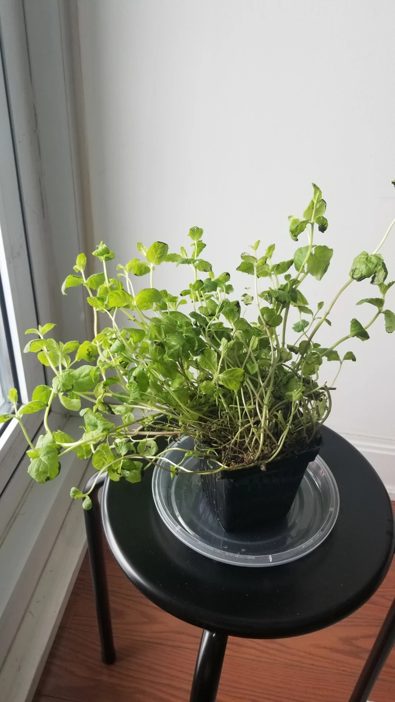Mint Plant in Pot-(need to go asap )